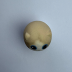 Mini Ragdoll（Chloe）