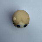 Small Ragdoll